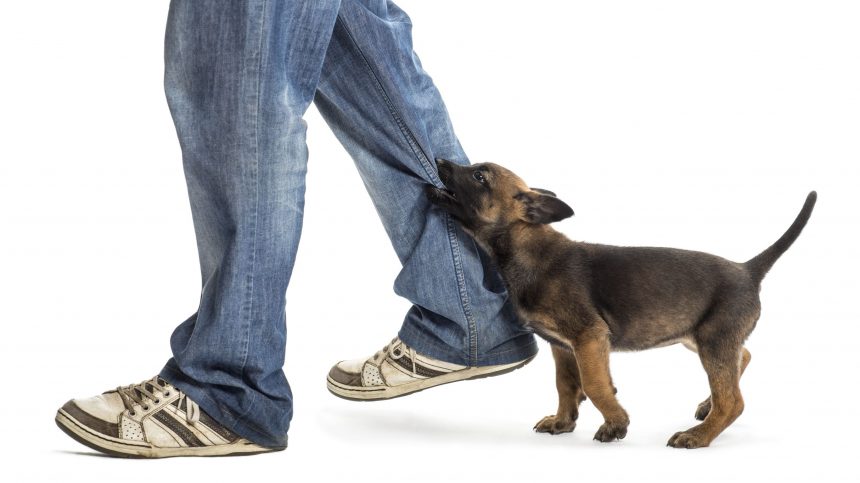 Starting A Dog Attack Case With A Personal Injury Attorney In Royal Palm Beach, FL